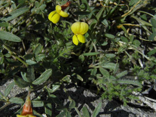 Lotus plebeius (New mexico bird's-foot trefoil) #86664