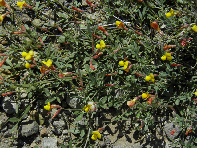 Lotus plebeius (New mexico bird's-foot trefoil) #86665