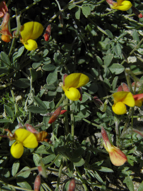 Lotus plebeius (New mexico bird's-foot trefoil) #86666