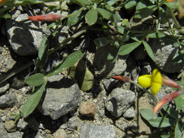 Lotus plebeius (New mexico bird's-foot trefoil) #86667