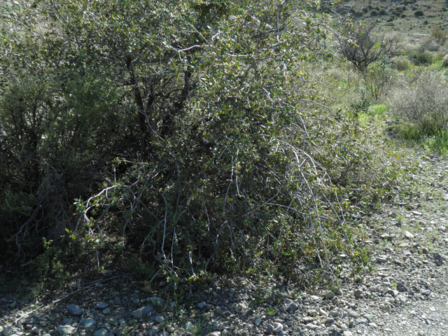 Quercus turbinella (Shrub live oak) #86686