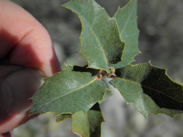 Quercus turbinella (Shrub live oak) #86696