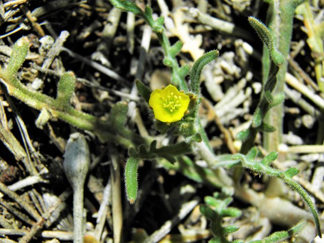 Mentzelia albicaulis (Whitestem blazingstar) #86697