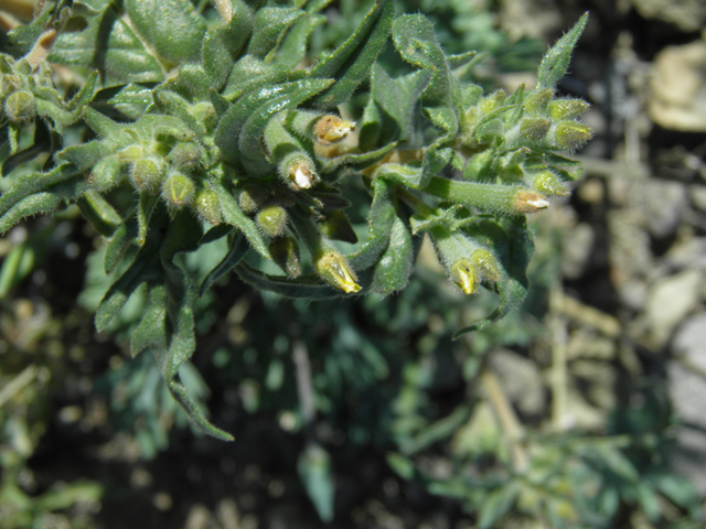 Mentzelia albicaulis (Whitestem blazingstar) #86699