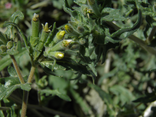 Mentzelia albicaulis (Whitestem blazingstar) #86700