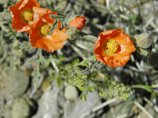 Sphaeralcea coccinea (Scarlet globemallow) #86704