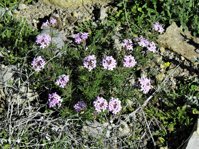 Glandularia bipinnatifida var. ciliata (Davis mountains mock vervain) #86770