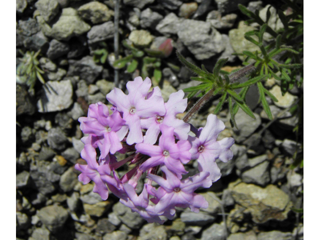 Glandularia bipinnatifida var. ciliata (Davis mountains mock vervain) #86772