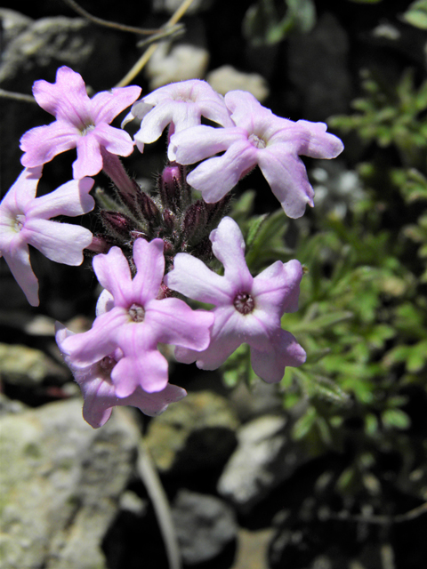 Glandularia bipinnatifida var. ciliata (Davis mountains mock vervain) #86774