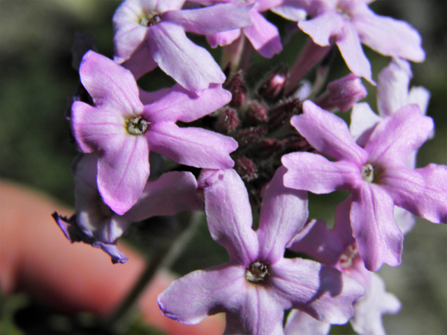 Glandularia bipinnatifida var. ciliata (Davis mountains mock vervain) #86777