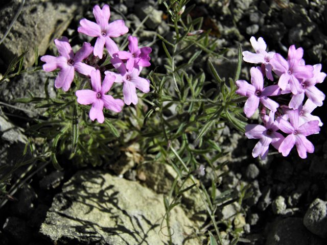 Glandularia bipinnatifida var. ciliata (Davis mountains mock vervain) #86780