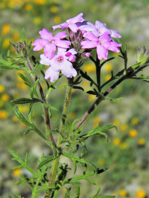 Glandularia bipinnatifida var. ciliata (Davis mountains mock vervain) #86782