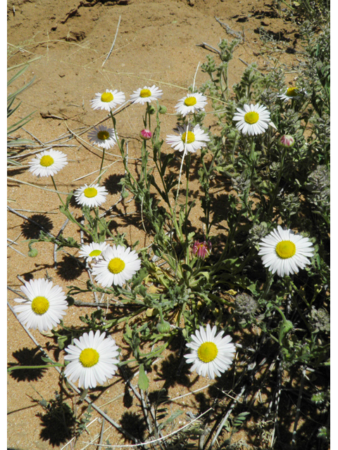 Aphanostephus ramosissimus (Plains dozedaisy) #86791