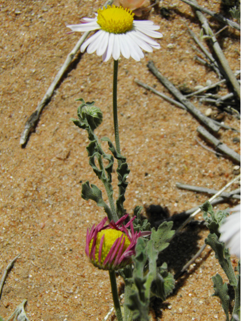 Aphanostephus ramosissimus (Plains dozedaisy) #86792