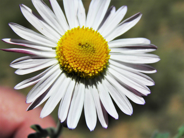 Aphanostephus ramosissimus (Plains dozedaisy) #86794