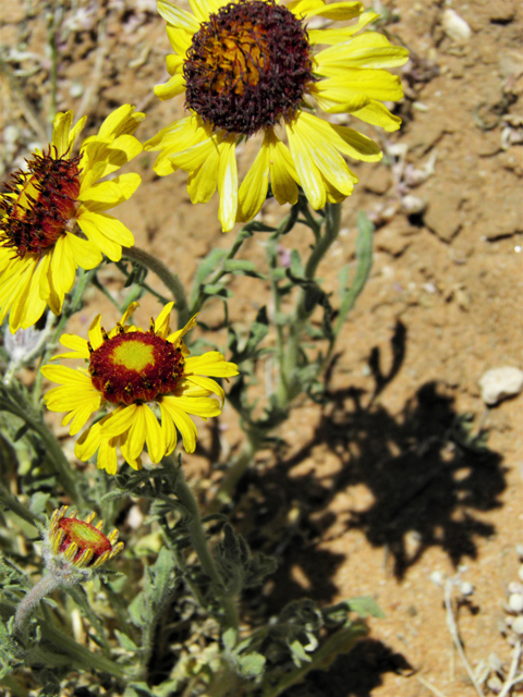 Gaillardia pinnatifida (Red dome blanketflower) #86816