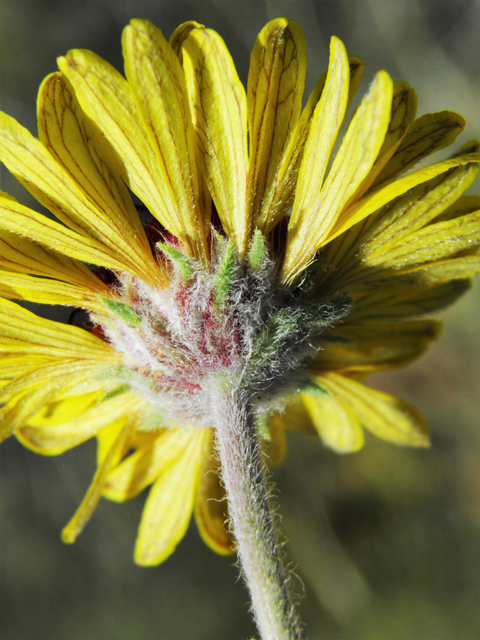 Gaillardia pinnatifida (Red dome blanketflower) #86818