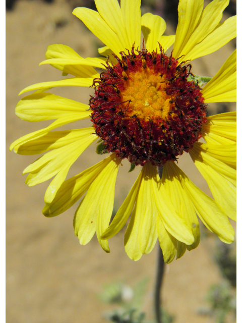 Gaillardia pinnatifida (Red dome blanketflower) #86819