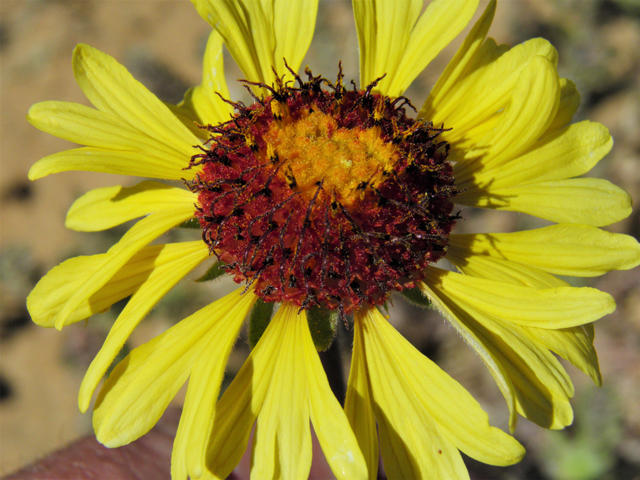 Gaillardia pinnatifida (Red dome blanketflower) #86820