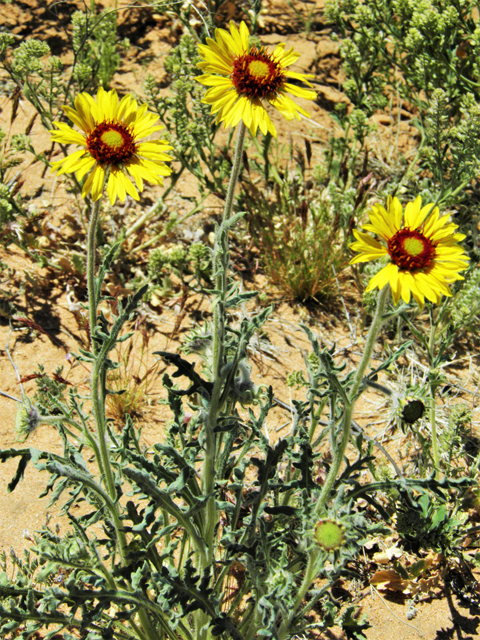 Gaillardia pinnatifida (Red dome blanketflower) #86824