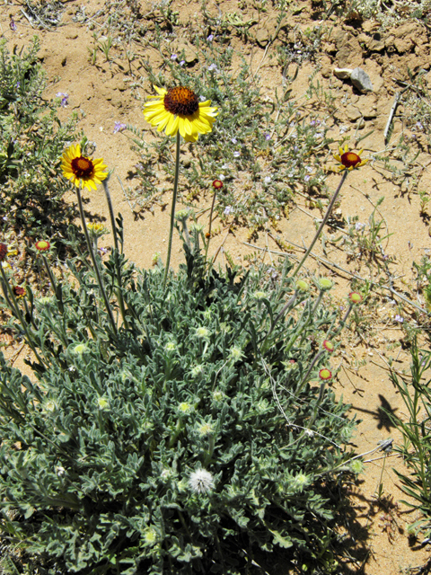 Gaillardia pinnatifida (Red dome blanketflower) #86827