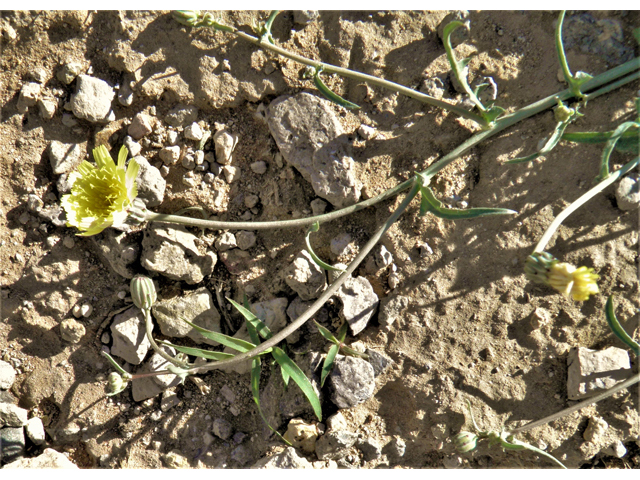 Malacothrix sonchoides (Sowthistle desertdandelion) #86830