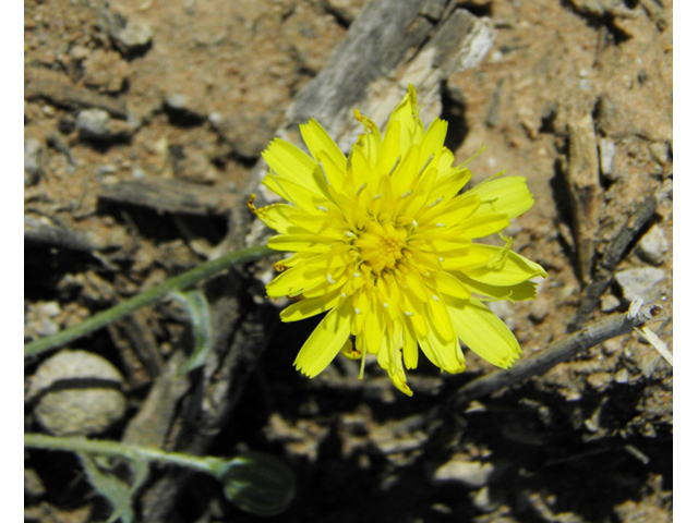 Malacothrix sonchoides (Sowthistle desertdandelion) #86831