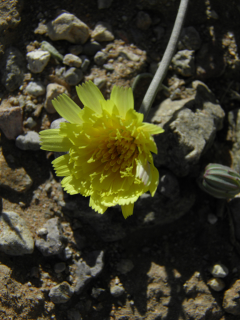 Malacothrix sonchoides (Sowthistle desertdandelion) #86832