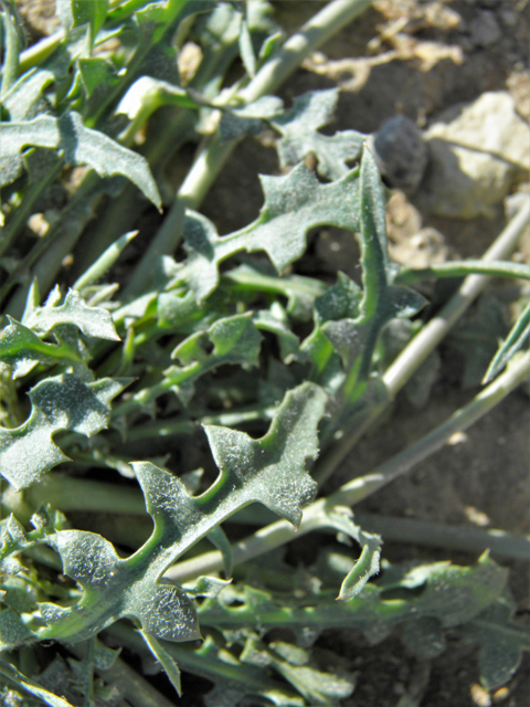 Malacothrix sonchoides (Sowthistle desertdandelion) #86833