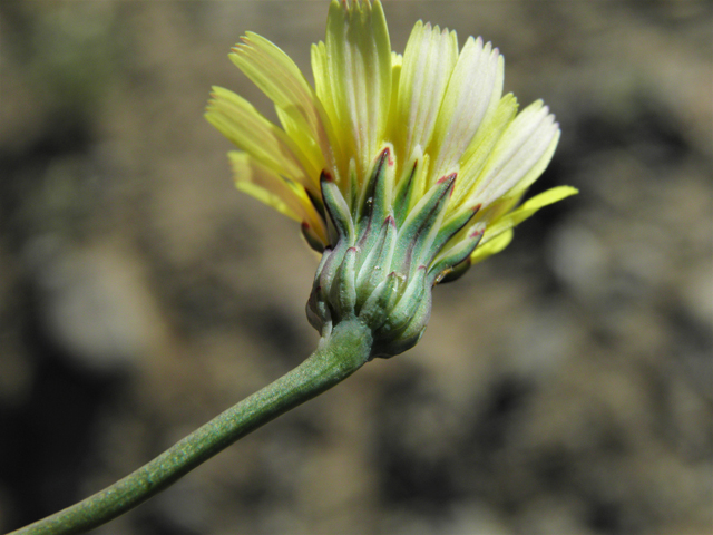 Malacothrix sonchoides (Sowthistle desertdandelion) #86834