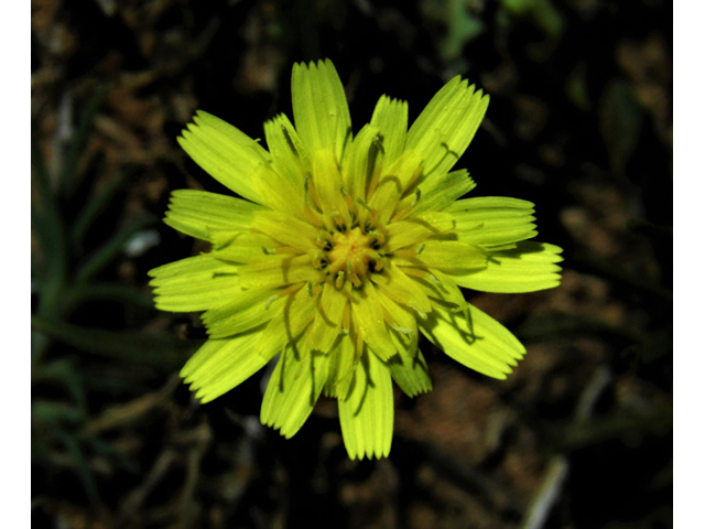 Malacothrix sonchoides (Sowthistle desertdandelion) #86835