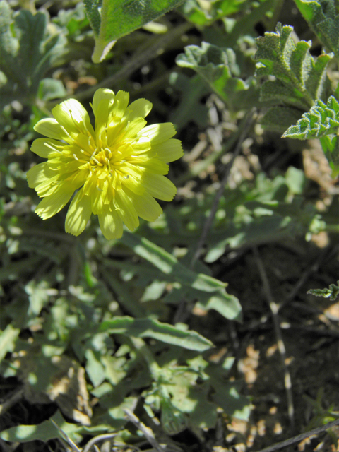 Malacothrix sonchoides (Sowthistle desertdandelion) #86836