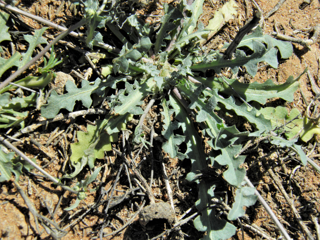 Malacothrix sonchoides (Sowthistle desertdandelion) #86837