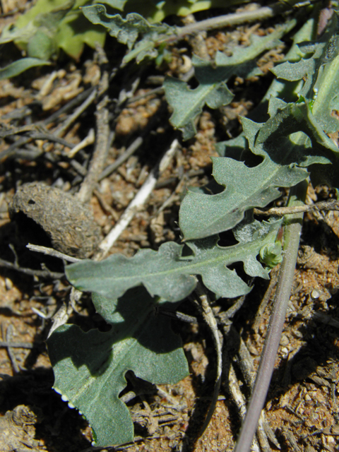 Malacothrix sonchoides (Sowthistle desertdandelion) #86838