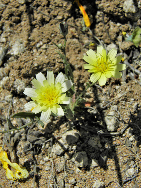 Malacothrix sonchoides (Sowthistle desertdandelion) #86839