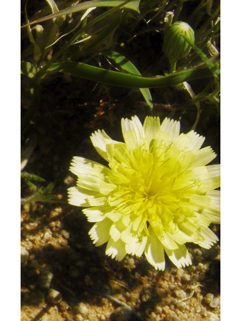 Malacothrix sonchoides (Sowthistle desertdandelion) #86840