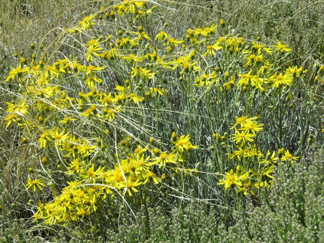 Senecio flaccidus (Threadleaf ragwort) #86841