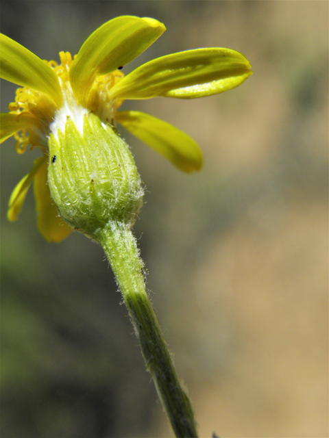 Senecio flaccidus (Threadleaf ragwort) #86843