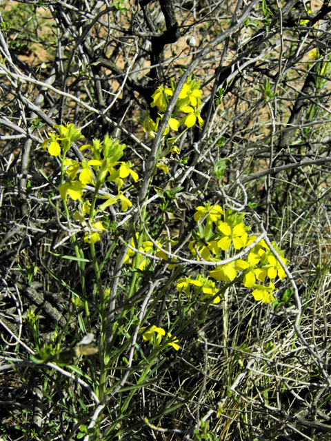 Erysimum capitatum (Sand-dune wallflower) #86872