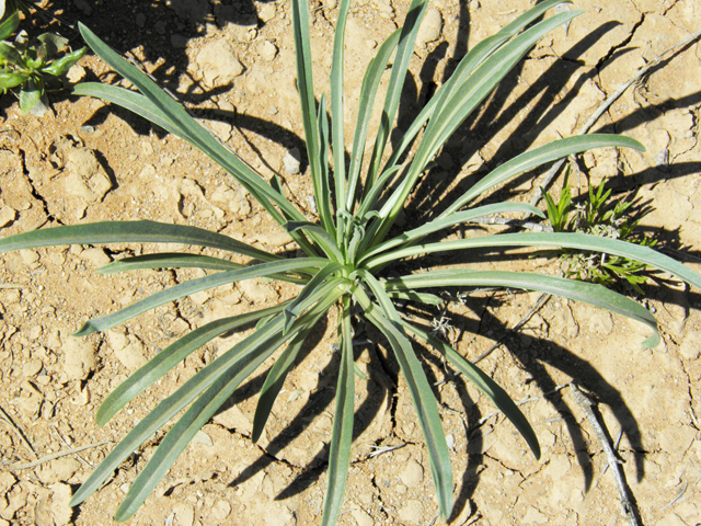 Erysimum capitatum (Sand-dune wallflower) #86876