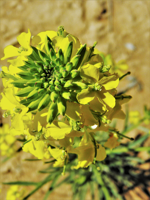 Erysimum capitatum (Sand-dune wallflower) #86877