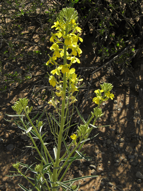 Erysimum capitatum (Sand-dune wallflower) #86880