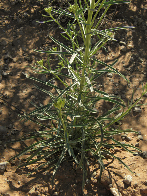 Erysimum capitatum (Sand-dune wallflower) #86881