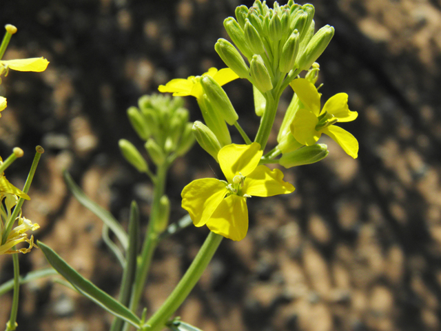 Erysimum capitatum (Sand-dune wallflower) #86882