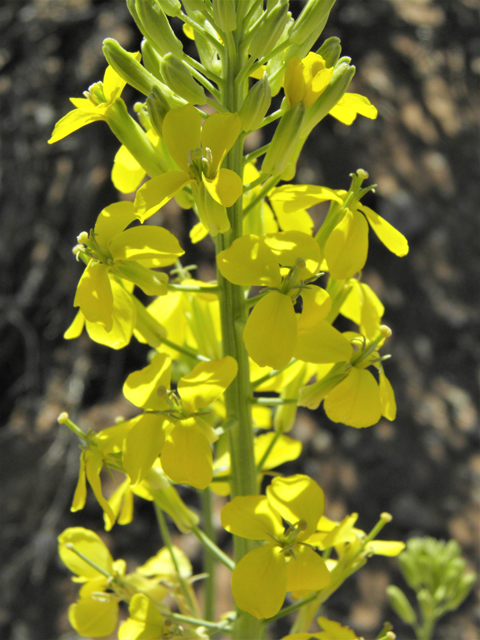 Erysimum capitatum (Sand-dune wallflower) #86883