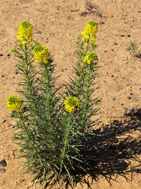 Erysimum capitatum (Sand-dune wallflower) #86884