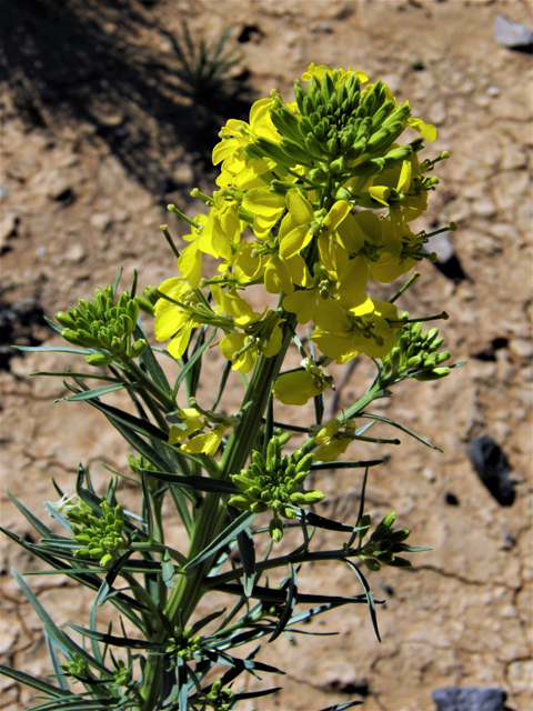 Erysimum capitatum (Sand-dune wallflower) #86885