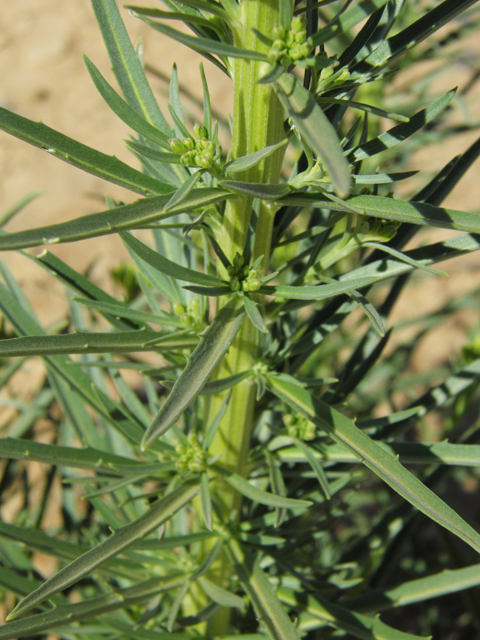 Erysimum capitatum (Sand-dune wallflower) #86886