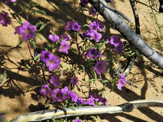 Nama hispidum (Sand bells) #86959