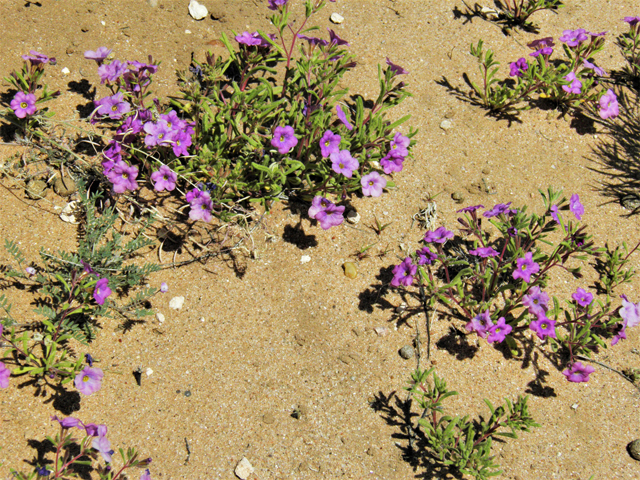 Nama hispidum (Sand bells) #86961